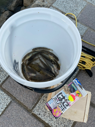 マハゼの釣果