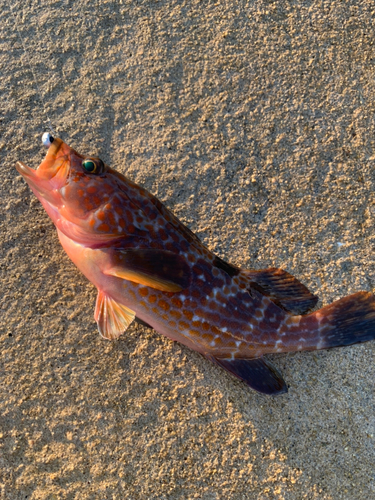 キジハタの釣果