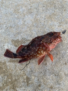 カサゴの釣果