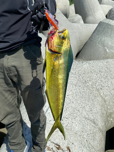 シイラの釣果