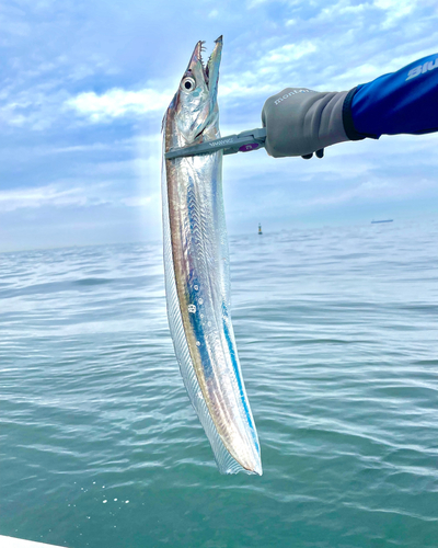 タチウオの釣果