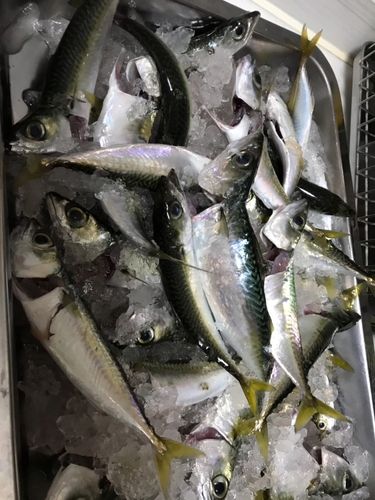 サバの釣果