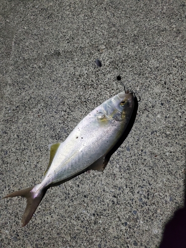 カンパチの釣果