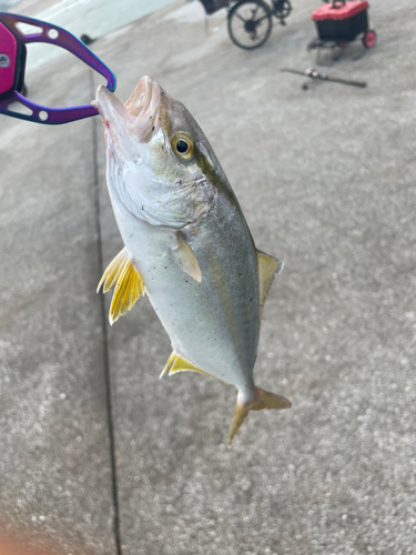 ショゴの釣果