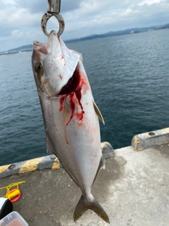 カンパチの釣果