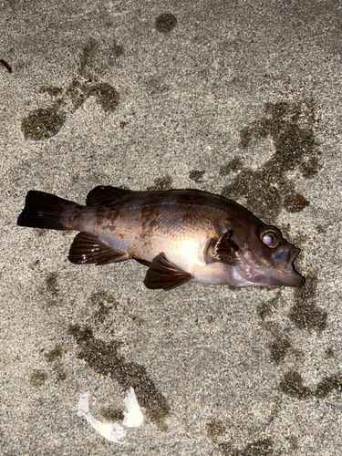 釣果