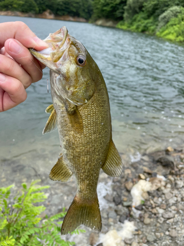 スモールマウスバスの釣果