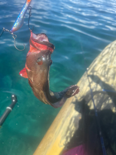 ニジハタの釣果