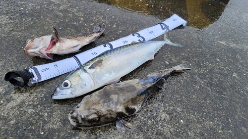 サバの釣果