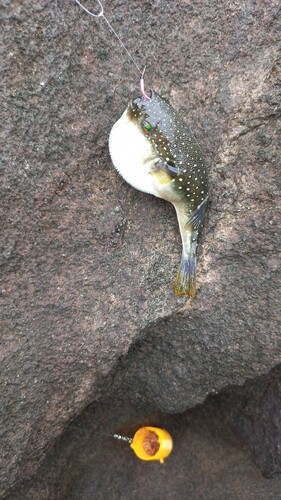 フグの釣果