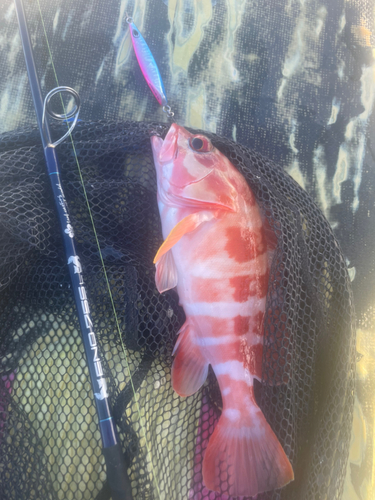 アカハタの釣果