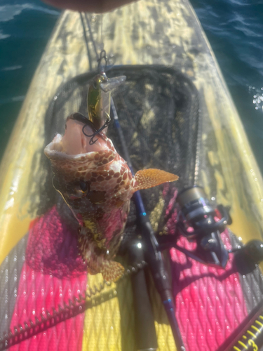 カンモンハタの釣果