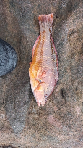 アカササノハベラの釣果