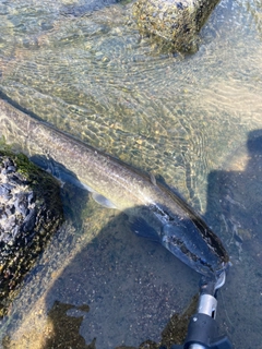 ナマズの釣果