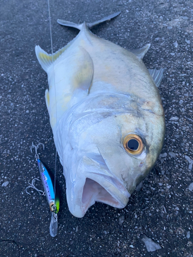 ロウニンアジの釣果