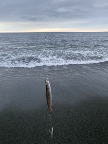 カマスの釣果