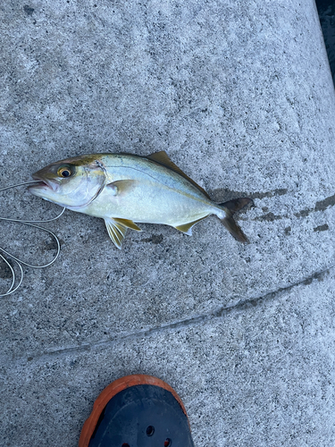 ショゴの釣果