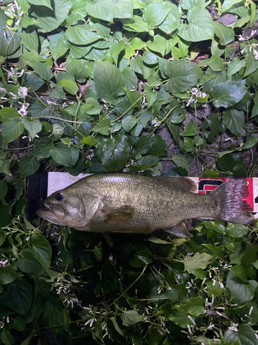 ラージマウスバスの釣果