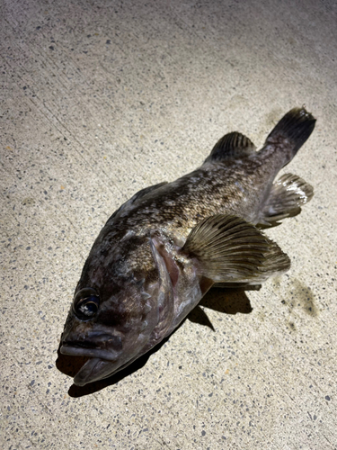 ソイの釣果