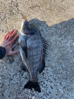 クロダイの釣果