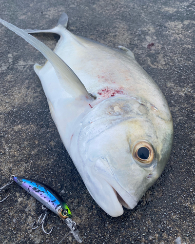 ロウニンアジの釣果