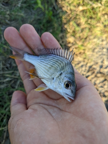 キビレの釣果