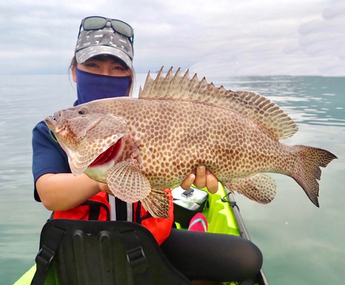 オオモンハタの釣果