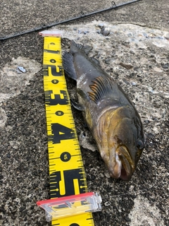 アイナメの釣果