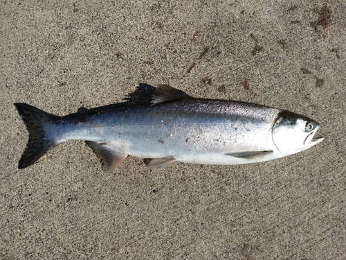 サクラマスの釣果