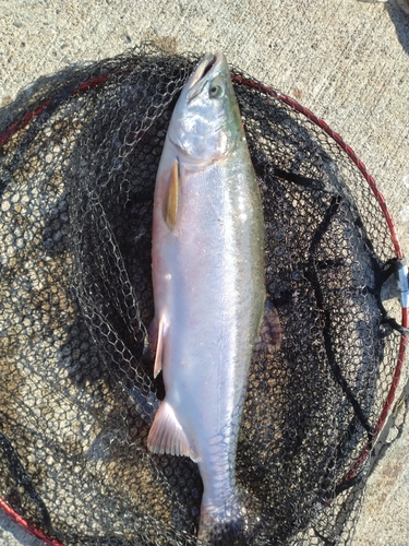 カラフトマスの釣果