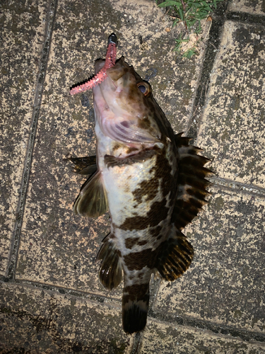 タケノコメバルの釣果