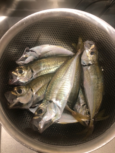 アジの釣果