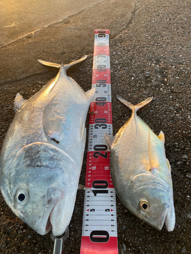 ロウニンアジの釣果