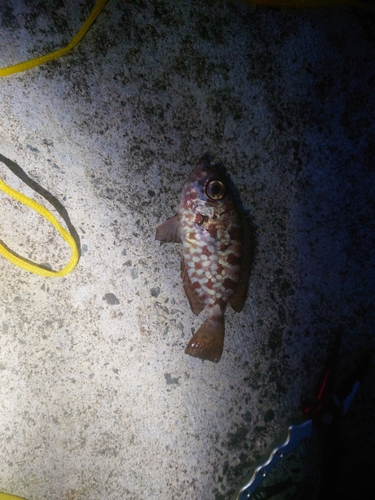 ゴマヒレキントキの釣果