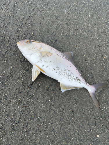 ショゴの釣果