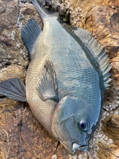 クロの釣果