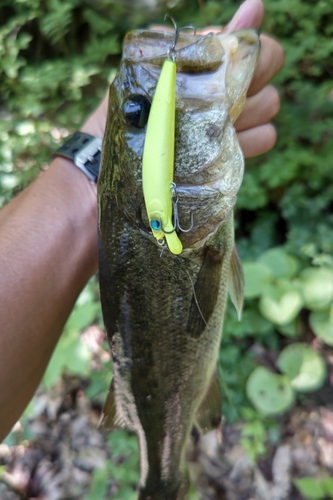 ラージマウスバスの釣果