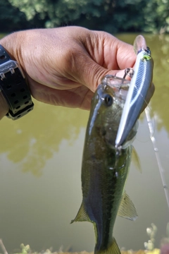 ラージマウスバスの釣果