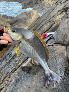 イサキの釣果