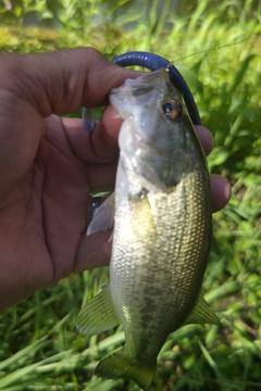 ラージマウスバスの釣果