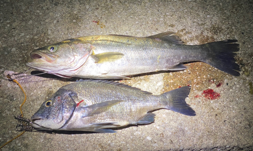 スズキの釣果