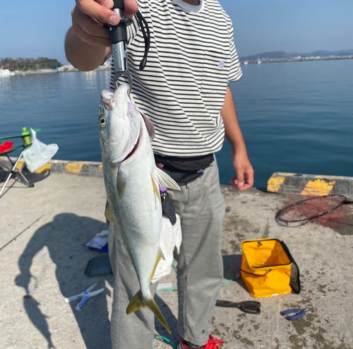 イナダの釣果