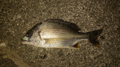 キビレの釣果