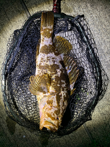 ベッコウゾイの釣果