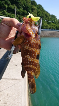 アコウの釣果