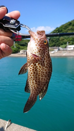 オオモンハタの釣果