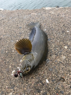 アイナメの釣果