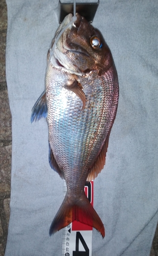 マダイの釣果