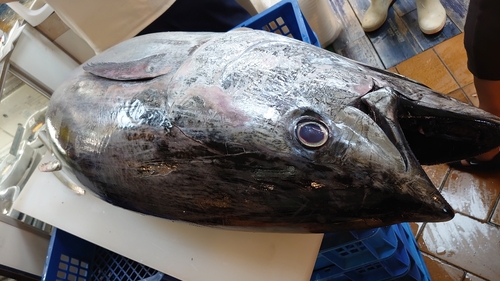 マグロの釣果