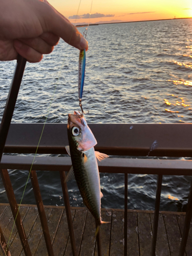 ゴマサバの釣果